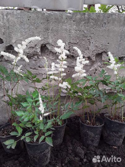 Астильба белая Japonica Deutschland