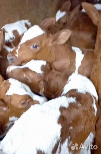 Отборные телята, бычки