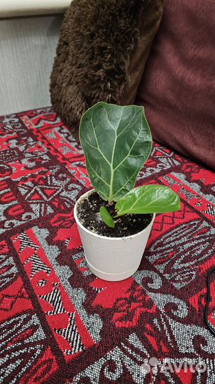 Фикус лирата