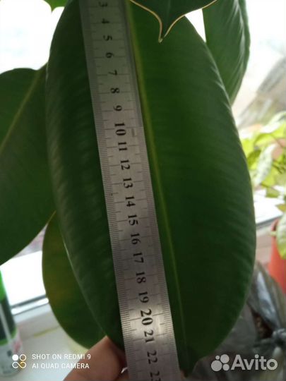 Фикус 32 листа, 1м40см