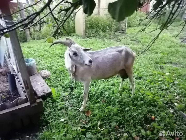 Коза дойная