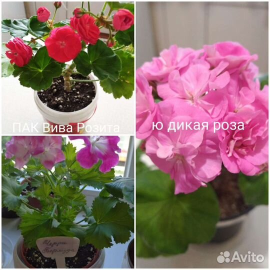 Пеларгонии сортовые много новинок