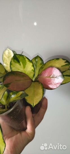 Хойя аустралис лиза вар, на срез, по 3-5 узлов