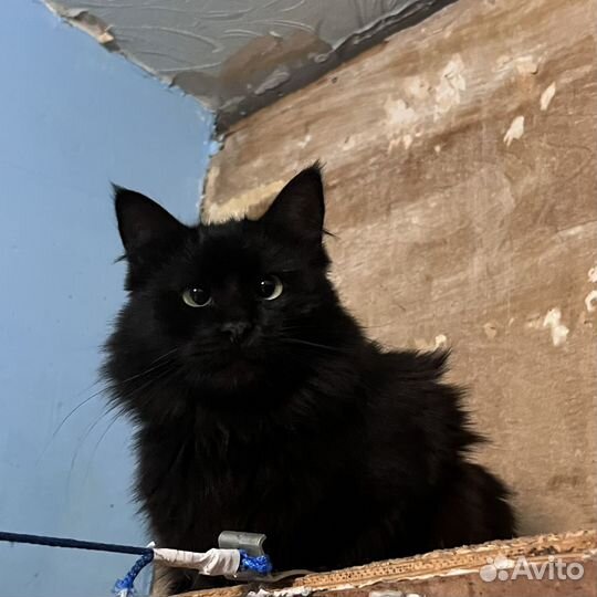 В поисках дома