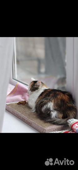 Кошечка в добрые руки
