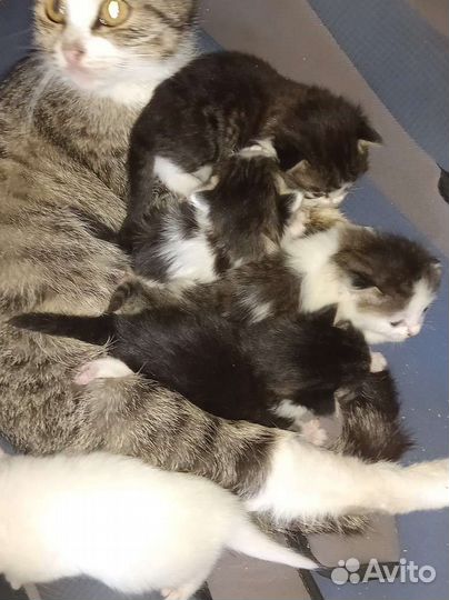 Котята в добрые руки