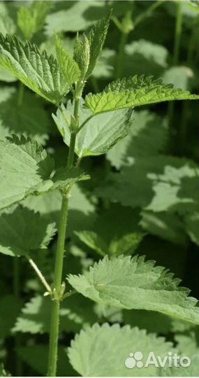 Крапива свежая
