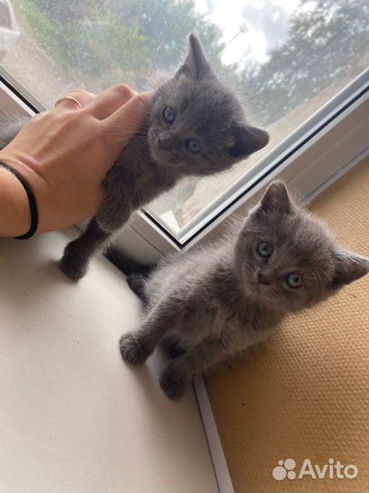 Русская голубая отдам