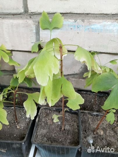 Гинко билоба