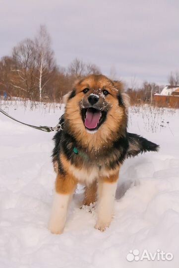 Щенок мальчик