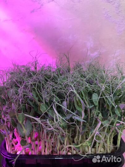 Микрозелень Елец