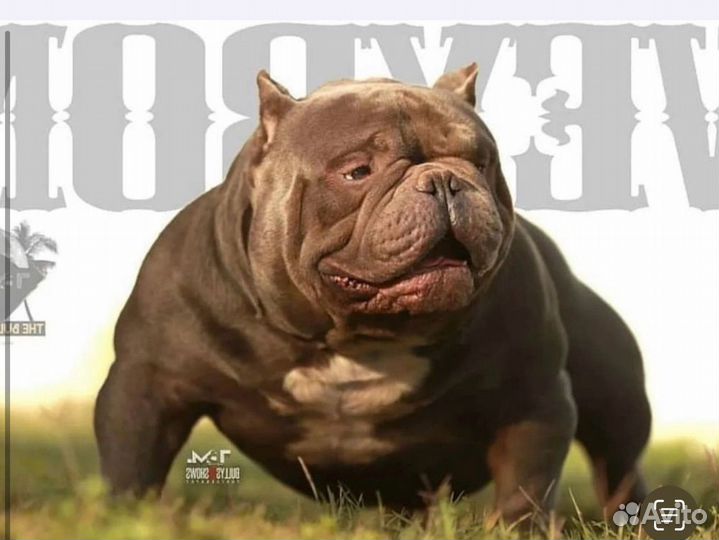 Американский булли