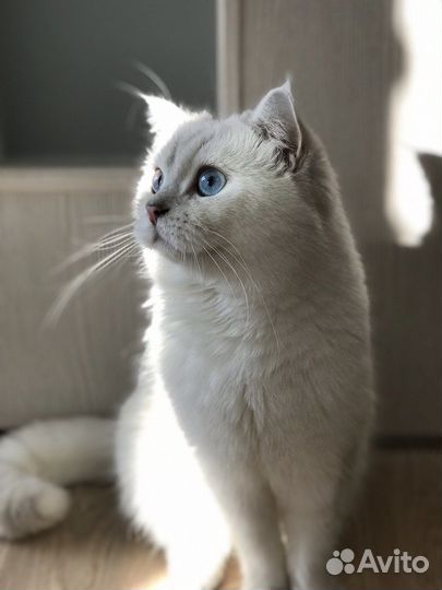 Вязка Британский кот серебряная шиншилла