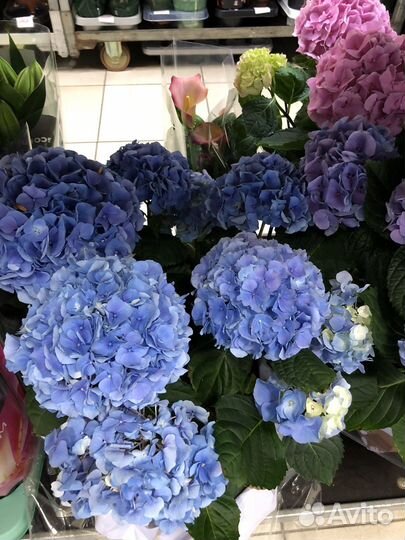 Комнатные горшечные растения