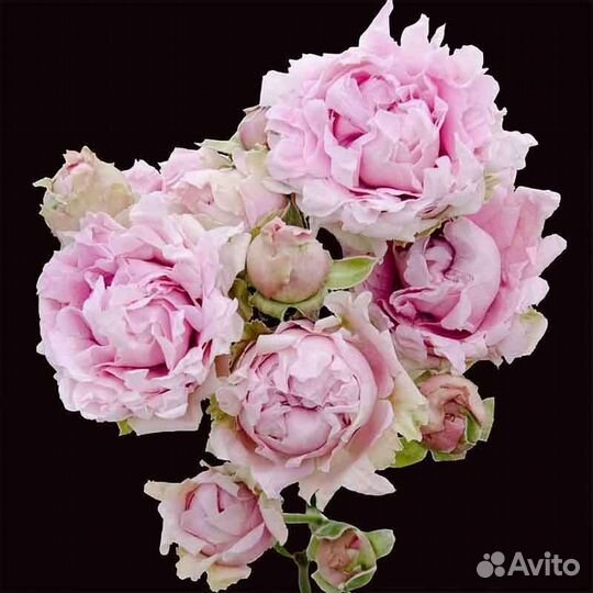 Роза спрей Candy Flow саженцы