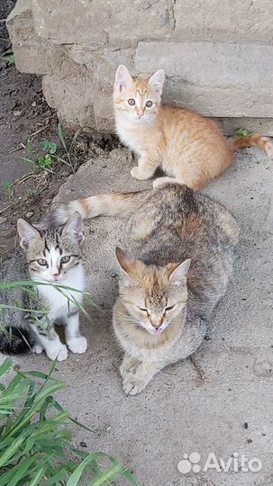 Котята бесплатно
