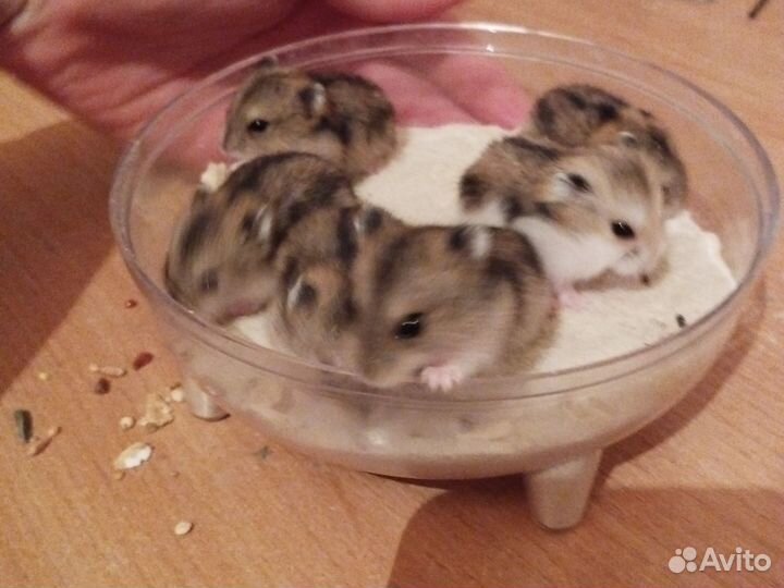 Джунгарский хомяк