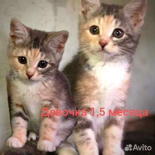 Котенок девочка в дар