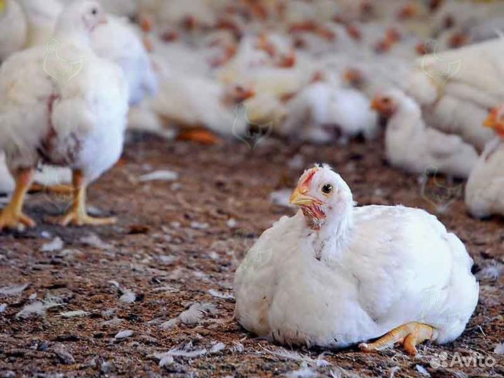 Куры бройлеры живым весом