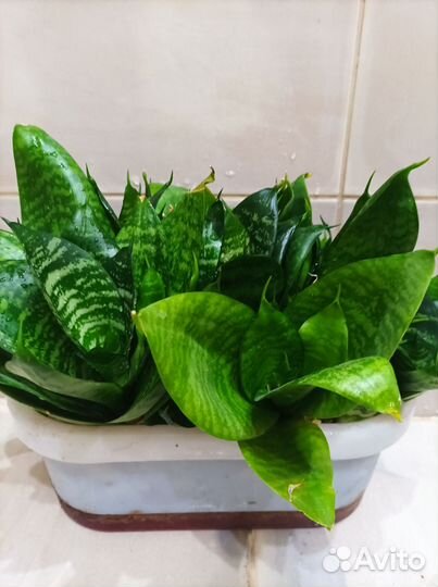 Сансевиерии ханни и муншайн