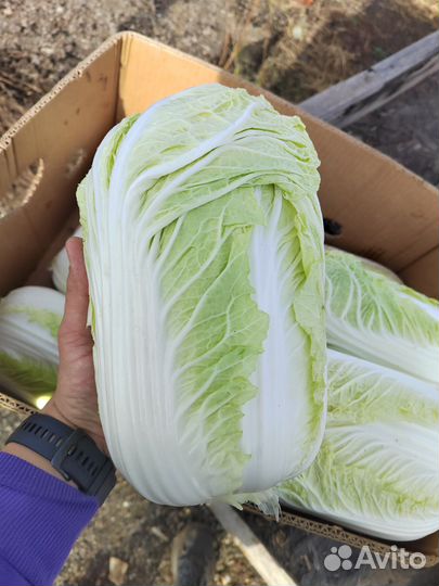 Пекинская капуста