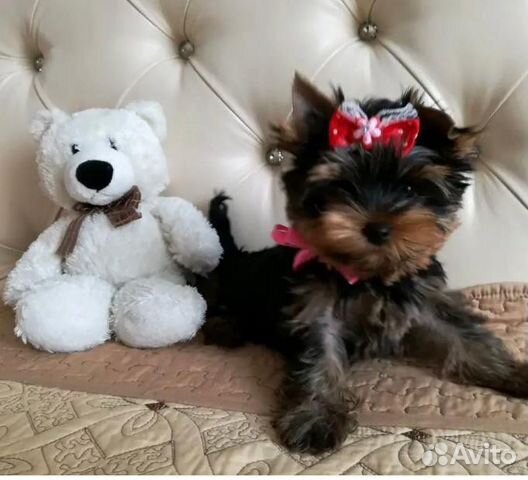 Йоркширский терьер девочка