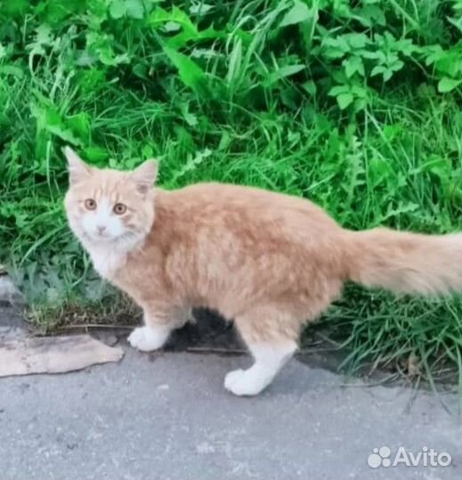 Ласковый бездомный котик