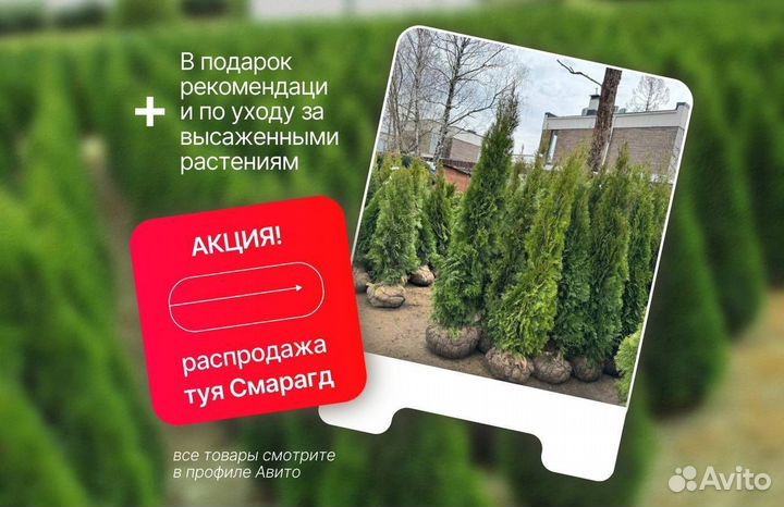 Туя Смарагд 175-200 см