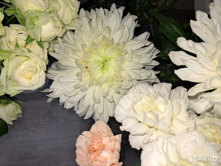 Хризантема кустовая