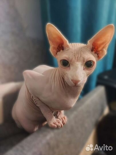 Передержка кошек и котов