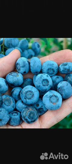 Саженцы голубики