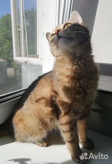 Кошка в заботливые руки