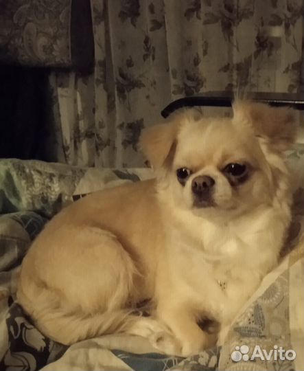 Чихуахуа девочка