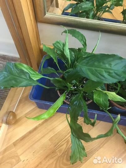 Спатифиллум 