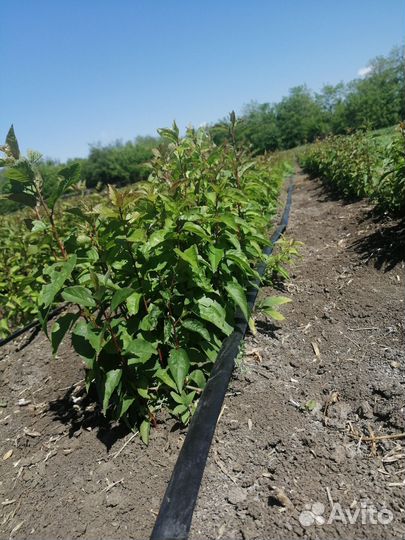 Подвой антипка, есть объём