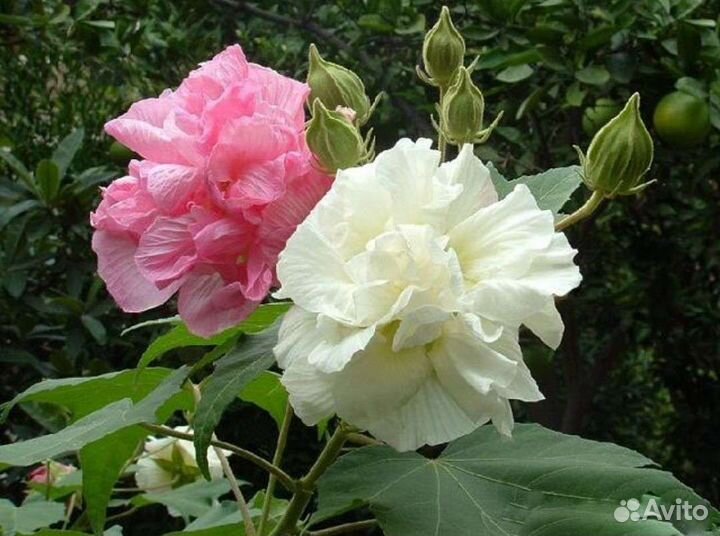 Гибискус изменчивый зимостойкий 2 сорта