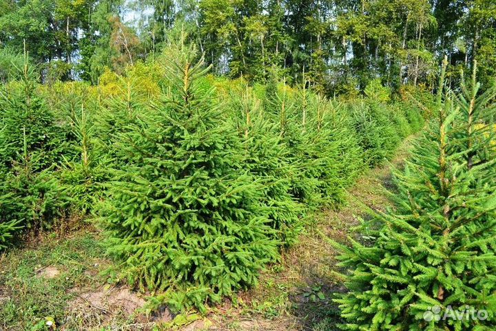 Ель обыкновенная из питомника