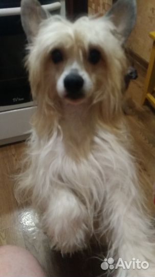 Вязка мальчик