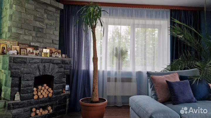 Бутылочное дерево (нолина, бокарнея)