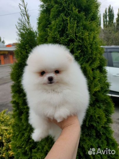 Померанский шпиц