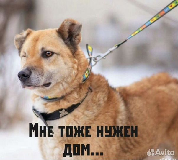 Ждет своего человека