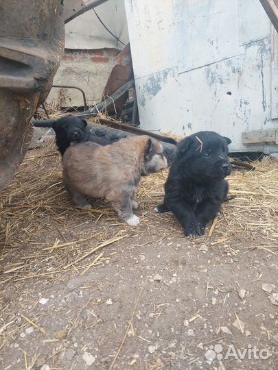 Щенки в дар