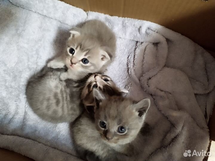 Домашние животные кошки
