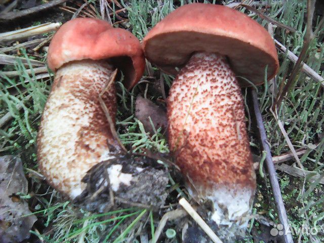 Подберезовики Подосиновики Боровики свежесобранные