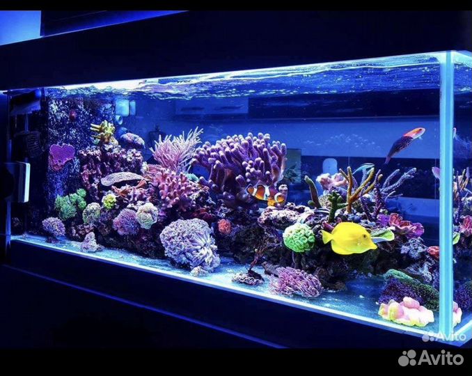 Обслуживание аквариумов