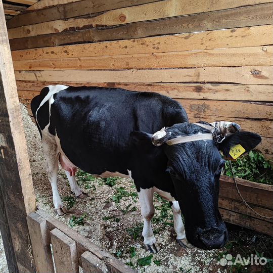 Корова дойная с теленком