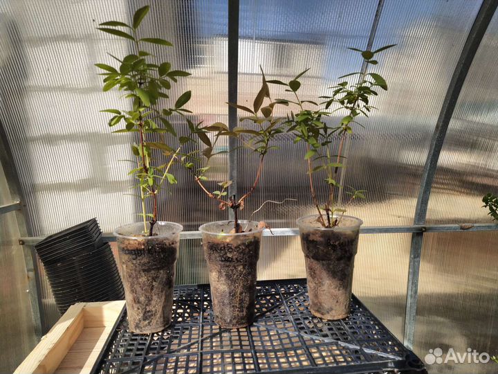 Жимолость, лапчатка, ягода годжи