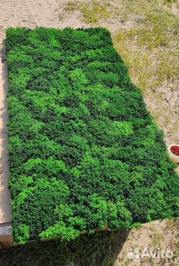 Мох кочки королевские производство