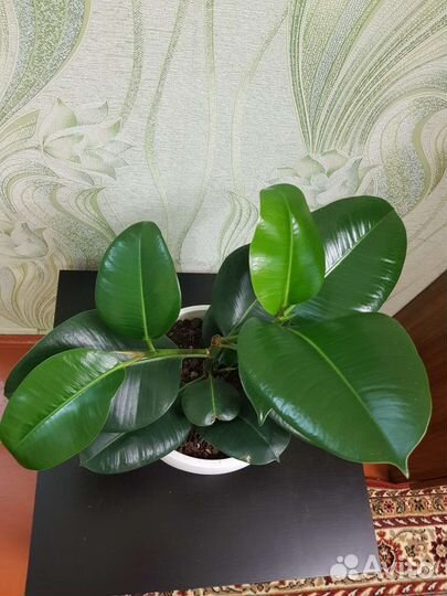 Фикусы разные