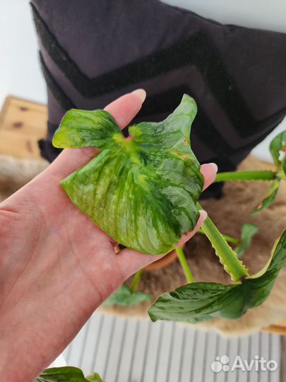 Филодендрон